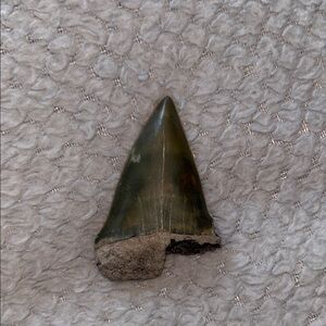Fossilized Mako Shark Tooth